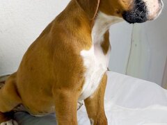 Vand pui de Boxer, un mascul si doua femele in varsta de 3 luni